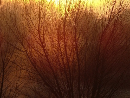 Sunlight, Mist and Branches